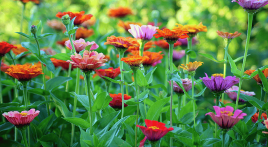 flowers in garden